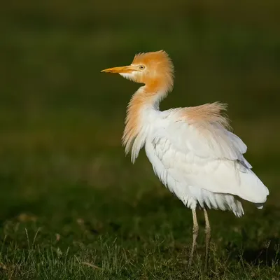 A Cattle Egret showing off its beautiful orange breeding plumage. I captured this elegant bird in a field in Bangalore, its bright colors standing out against the green grass.