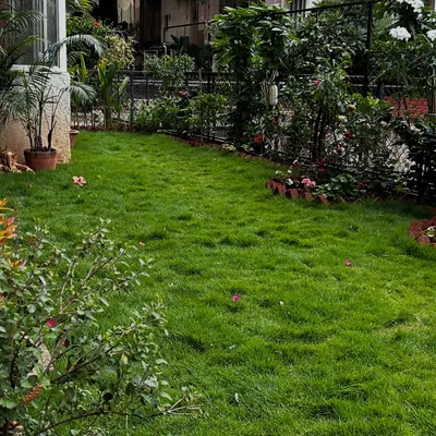 A wide view of a completed garden makeover, featuring a healthy, green lawn bordered by a mix of flowering shrubs and plants. This kind of landscape provides a perfect space for families to relax and children to play, turning a simple yard into a private park.