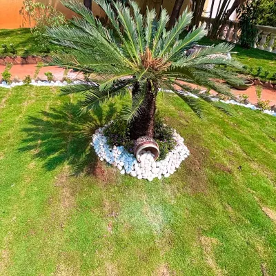 A creative detail in one of my garden designs. A Sago Palm is surrounded by a ring of white pebbles with a decorative pot, adding an artistic touch to the lawn.
