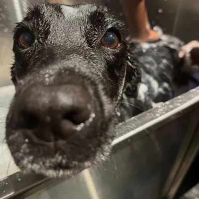 A close-up during a scrub in the tub. I always take my time to make sure every dog feels secure, using warm water and a gentle touch throughout the professional dog bathing process.