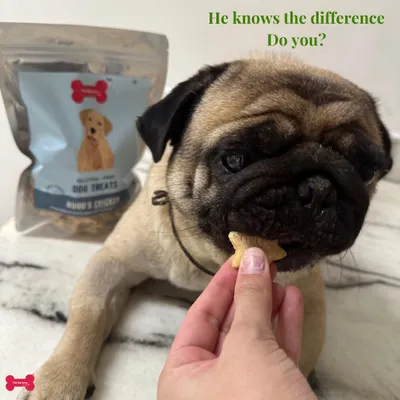 This pug knows the difference between a real treat and a fake one. My gluten-free Hugo's Chicken dog treats are made with functional recipes and full transparency, because your dog deserves food that loves them back.