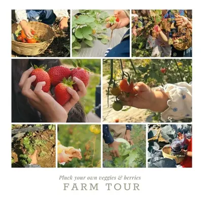 A farm tour is a full sensory experience. This collage shows the variety of activities, from picking your own veggies and berries to exploring the different corners of our farm.