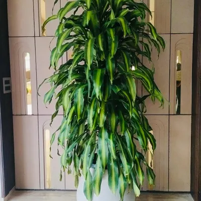 When the plan is to have just one indoor plant, it has to be this big and this gorgeous. This Dracaena is a real showstopper and instantly became the focal point of the room.