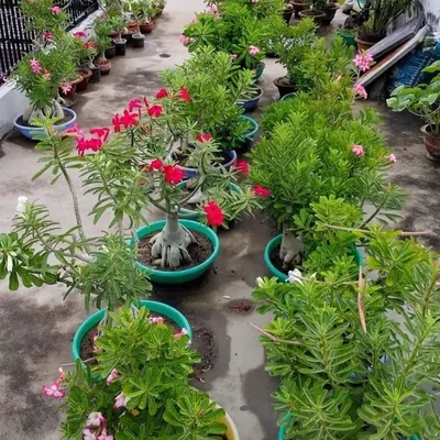 A stunning terrace garden filled with blooming Desert Rose (Adenium) plants. I help clients select sun-loving, low-maintenance plants that thrive in Bangalore's rooftop environments.