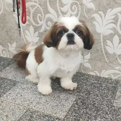 A perfect example of a classic Shih Tzu haircut. This style keeps the fur manageable and highlights their sweet, expressive face.