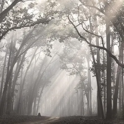 My favorite road in the forest, with sunbeams cutting through the morning mist. This is a 'wildscape' where the environment itself is the hero, a reminder of the beauty and serenity of the habitats we explore.