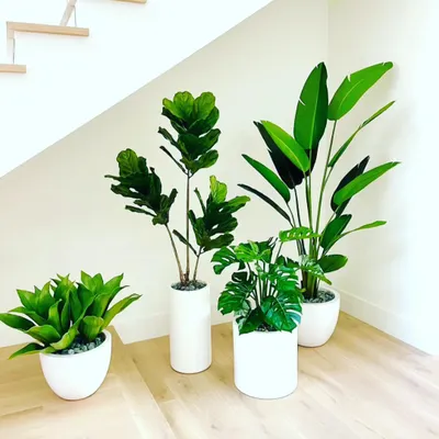 A collection of popular indoor artificial plants. This includes a fiddle leaf fig, a bird of paradise, a monstera, and a snake plant, all in modern white pots. They look real but require no care.