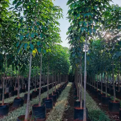 Rows of tall, slender trees ready for planting. These are perfect for creating avenues, property lines, or adding vertical elements to a landscape design.