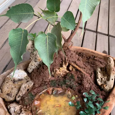 This dish garden features a miniature Peepal tree, styled as a bonsai, as its centerpiece. I built a tiny landscape around it with natural rocks and a small resin pond to create a complete, serene scene.
