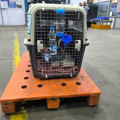 This is Bruno the French Bulldog's travel crate, all set for his cargo flight to Canada. It's equipped with two water sources and comfortable bedding to ensure a safe trip.