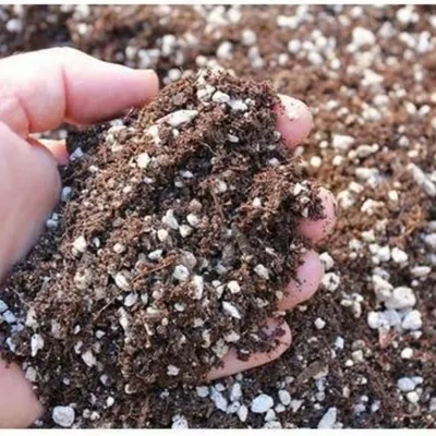 We provide a specially formulated potting mix for succulents and cacti. This well-draining soil, rich in perlite and other gritty materials, prevents root rot and helps these unique plants thrive.