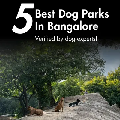 Looking for the best dog parks in Bangalore? We've compiled a list of five top spots, verified by our dog experts and local pet parents.