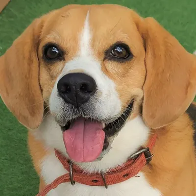 The face of a happy Beagle! This sweet expression is why I do what I do. It’s all about creating a space where they feel safe, loved, and joyful.