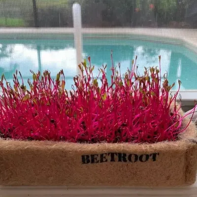 Vibrant beetroot microgreens thriving in one of my biodegradable coir planters. These are not only beautiful but also packed with nutrients, and my starter kit provides everything you need to grow them successfully.