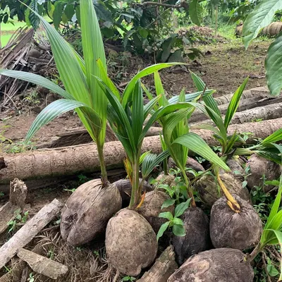 These are coconut saplings at our Uttam Sagar Estate, the very beginning of our cold-pressed coconut oil. We let them sprout naturally before planting, ensuring a healthy start for our trees.