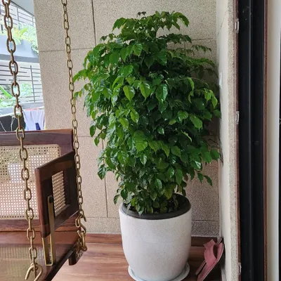 A large, healthy China Doll plant (Radermachera sinica) adding lush greenery to a client's balcony. We select plants that fit the scale and light conditions of your space.