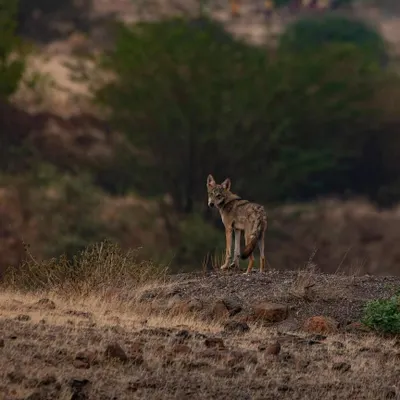A thrilling encounter with an Indian Wolf in Bhigwan. It paused for just a moment to look back, allowing me to capture this wary and intelligent gaze.