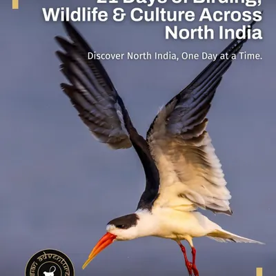The Indian Skimmer, with its unique bill, flies low over the Chambal River. Our Classic North India tour takes you to this critical habitat to witness this threatened species, a must-see for any serious birder.