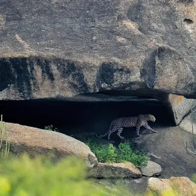 A leopard emerges from a cave in the granite hills of Jawai. This is a landscape of rust, rock, and rosettes.