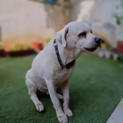 This is the handsome Lucky Singh, a senior Labrador who boarded with me. I have a special place in my heart for senior dogs and provide the calm, comfortable care they need.