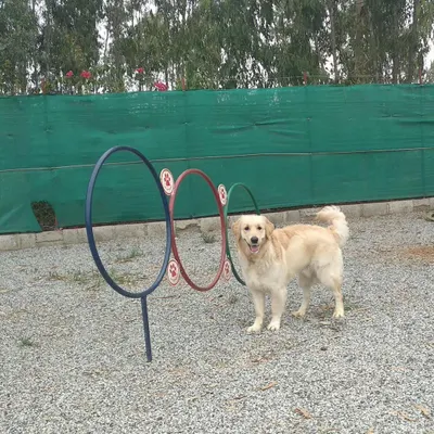 A Golden Retriever poses proudly by the agility hoops. Our dog agility playground is a great way for pets to learn new skills and have fun.