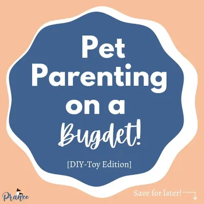 Pet parenting doesn't have to be expensive! This DIY toy edition is all about using what you already have to create fun and engaging activities for your dog.