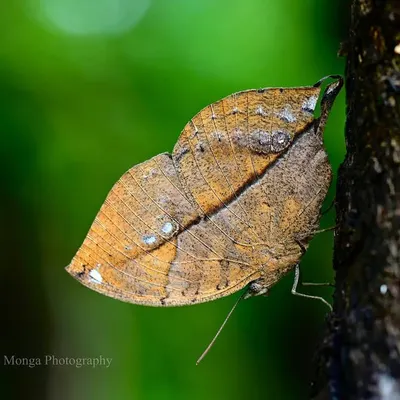 With its wings closed, the Blue Oakleaf butterfly is the perfect masquerade. You would easily pass it off for a dry leaf, complete with vein-like markings and blotches. This is nature's cryptic artistry at its finest.