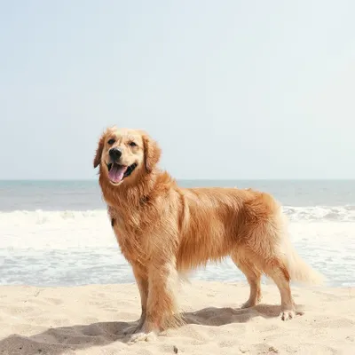 Salty air and sandy paws! This majestic golden retriever is standing proud on the beach, with the wind in his fur and the ocean behind him. Beach photoshoots are some of my absolute favorites.