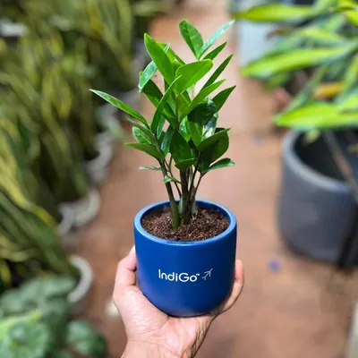 We were thrilled to collaborate with IndiGo on this corporate gifting project. We provided these cute and easy-to-care-for ZZ plants in custom-branded blue ceramic pots, a perfect, long-lasting, and eco-friendly gift.