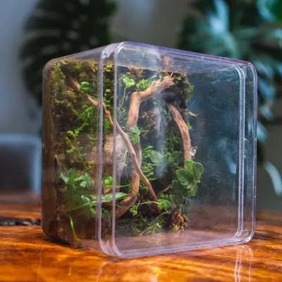 This terrarium was made in a recycled cake jar. It's a great example of how you can give old containers a new purpose. Just send me your clean jars and I can turn them into a mini jungle for you.