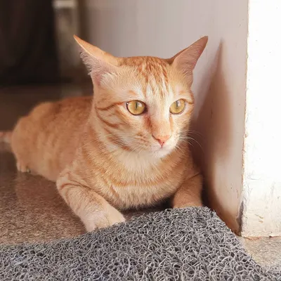For those who appreciate the quiet affection of a feline friend, we have Ginger. She's a healthy, vaccinated, and friendly adult cat with a calm and no-nonsense personality. Ginger is perfect for a home where she can find a sunny spot to nap and a companion to share quiet moments with.