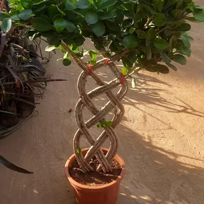 A close-up of the intricate braided trunk of a Ficus bonsai. This is a result of years of patient training and care, creating a truly unique and artistic plant.