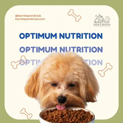 Optimum nutrition is the foundation of good health. We provide balanced, nutritious meals and can accommodate special diets, like chicken and curd, to ensure your dog is well-fed and happy.