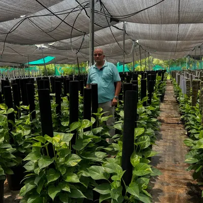 This is our Money Plant production area. We grow them on moss sticks to create tall, lush plants that are perfect for office corners. As you can see, we maintain a huge stock to meet bulk orders for corporate clients.