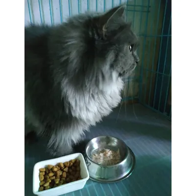 Dinnertime is served. This cat is about to enjoy a meal that includes both dry kibble and wet food, ensuring a balanced and appetizing diet.
