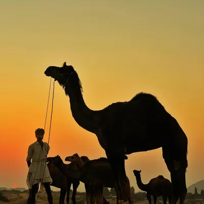 A silhouette of a man with his camel against a golden sunset at the Pushkar Fair, capturing the timeless desert atmosphere.