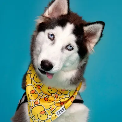 This Siberian Husky's head tilt and little tongue blep are just adorable. The bright blue backdrop makes his beautiful coat and eyes pop.