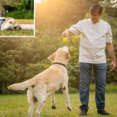 Spike the Labrador, at 10 years young, leaps for a tennis ball during his birthday celebration in Alibaug. This action shot proves that age is just a number when you're having fun.