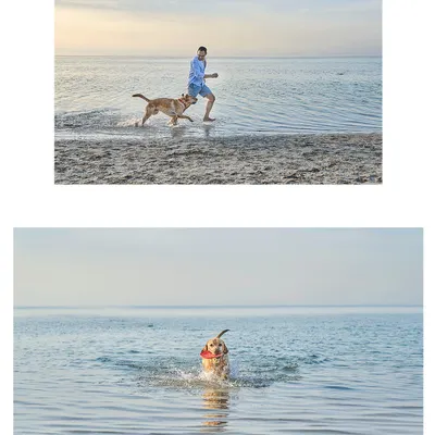 A collage from a stunning beach shoot in Dubai. Astro the Labrador had the time of his life running along the shore and splashing in the waves with his dad.