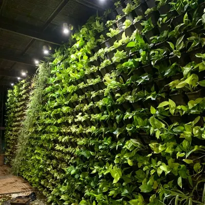 This large scale living vertical garden in Panchsheel Park, Delhi, shows the beauty of real plants. These walls are not just for looks; they improve air quality and provide natural insulation.