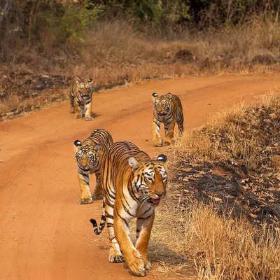 The iconic tigress Maya of Tadoba leading her cubs. She is a shrewd hunter and a fiercely protective mother, a true queen of her territory. Understanding her history helps us appreciate the complex social lives of these magnificent predators.