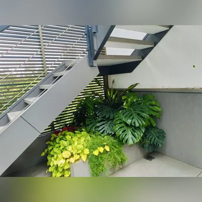 We find opportunities for greenery in unexpected places. This planter, tucked under a modern staircase, brings life and vibrant color to the interior, featuring a mix of Monstera, money plants, and ferns.