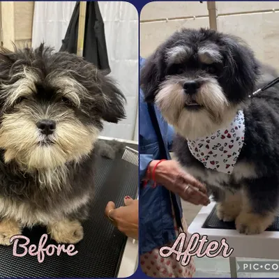 Beast the Shih Tzu came in looking a little scruffy and left looking like a whole new dog. A good haircut makes all the difference.