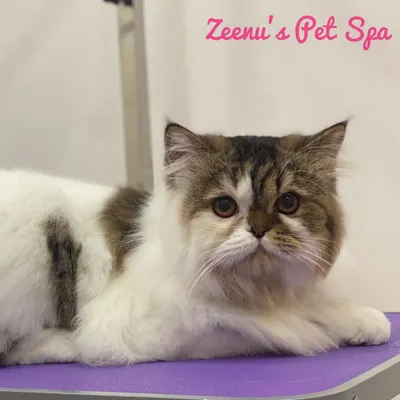 This beautiful Persian cat has such a unique patched coat. A proper grooming session helps define these patterns while ensuring the long, white fur is clean and free of any knots. She was so calm and sweet on the grooming table.