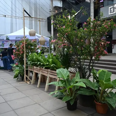 A shot from our booth at The Plant Festival at Phoenix Palladium. These events are a wonderful opportunity for us to meet you, showcase our diverse range of plants, and share our love for all things green.