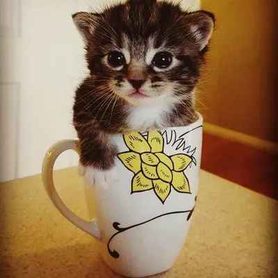 We can help you find the perfect feline companion, like this impossibly cute tabby kitten. Whether you're looking for a specific cat breed or wish to adopt a rescue, we guide you through the entire process.