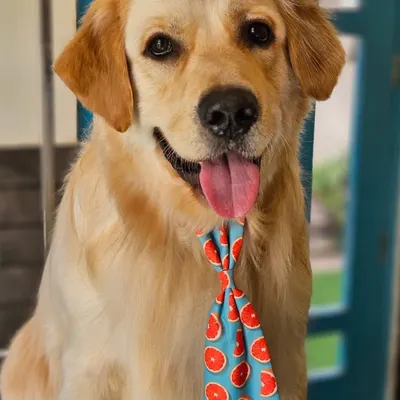 A happy face equals a happy day. This Golden Retriever is looking sharp and cheerful after his grooming session, complete with a fun, fruity tie. A clean dog is a happy dog.
