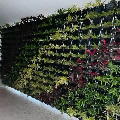 A large-scale living wall we installed at KR Mangalam University. This bio-wall is composed of hundreds of individual potted plants, including species with red and variegated leaves, to create a rich tapestry of color and improve indoor air quality.