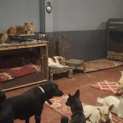 This is our indoor setup. No cages, just comfortable bunk beds and open floor space. Dogs can choose to sleep up high, down low, or together with their friends.