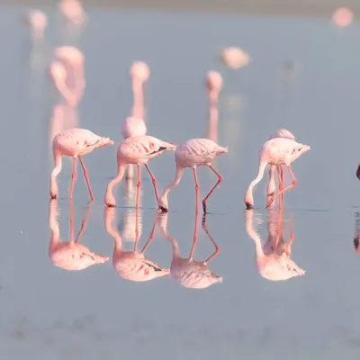 A flamboyance of Lesser Flamingos in the Little Rann of Kutch. Their reflections in the calm water create a beautiful, serene scene.